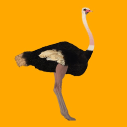 Ostrich